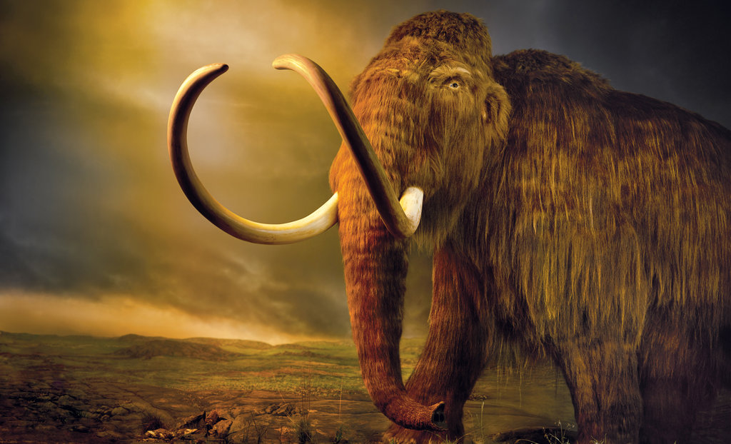 The wooly mammoth project