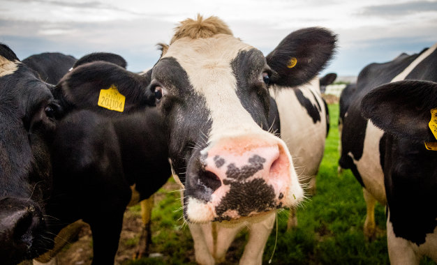 Antibiotic resistant bacteria genes found in gene edited cattle